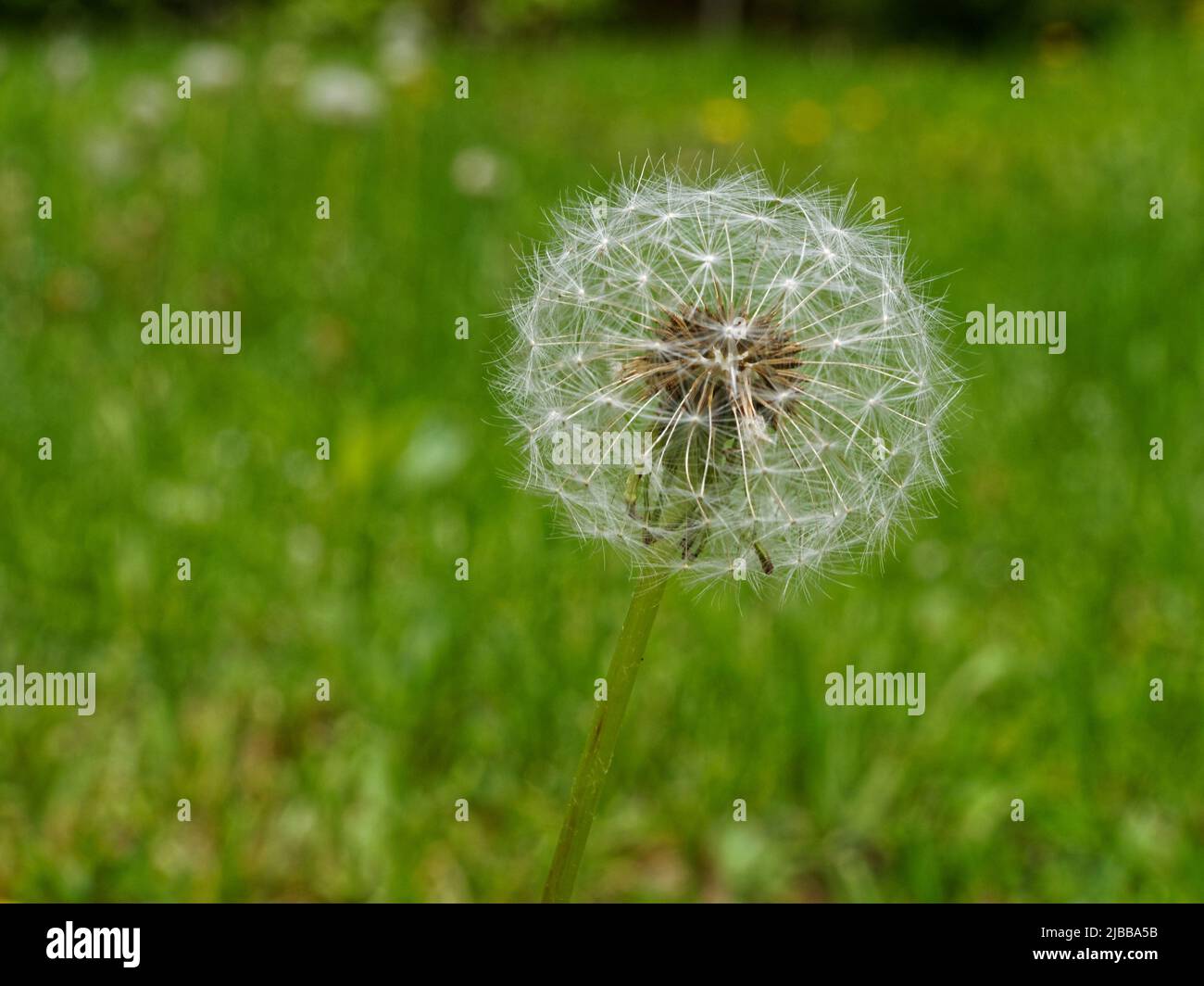 Dandelion seed head in a pasture. Quebec,Canada Stock Photo