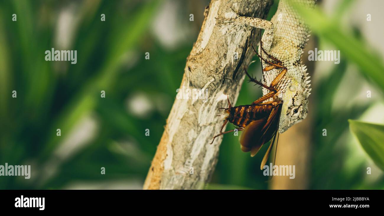 BANNER Macro closeup photo captures moment big gray lizard eat