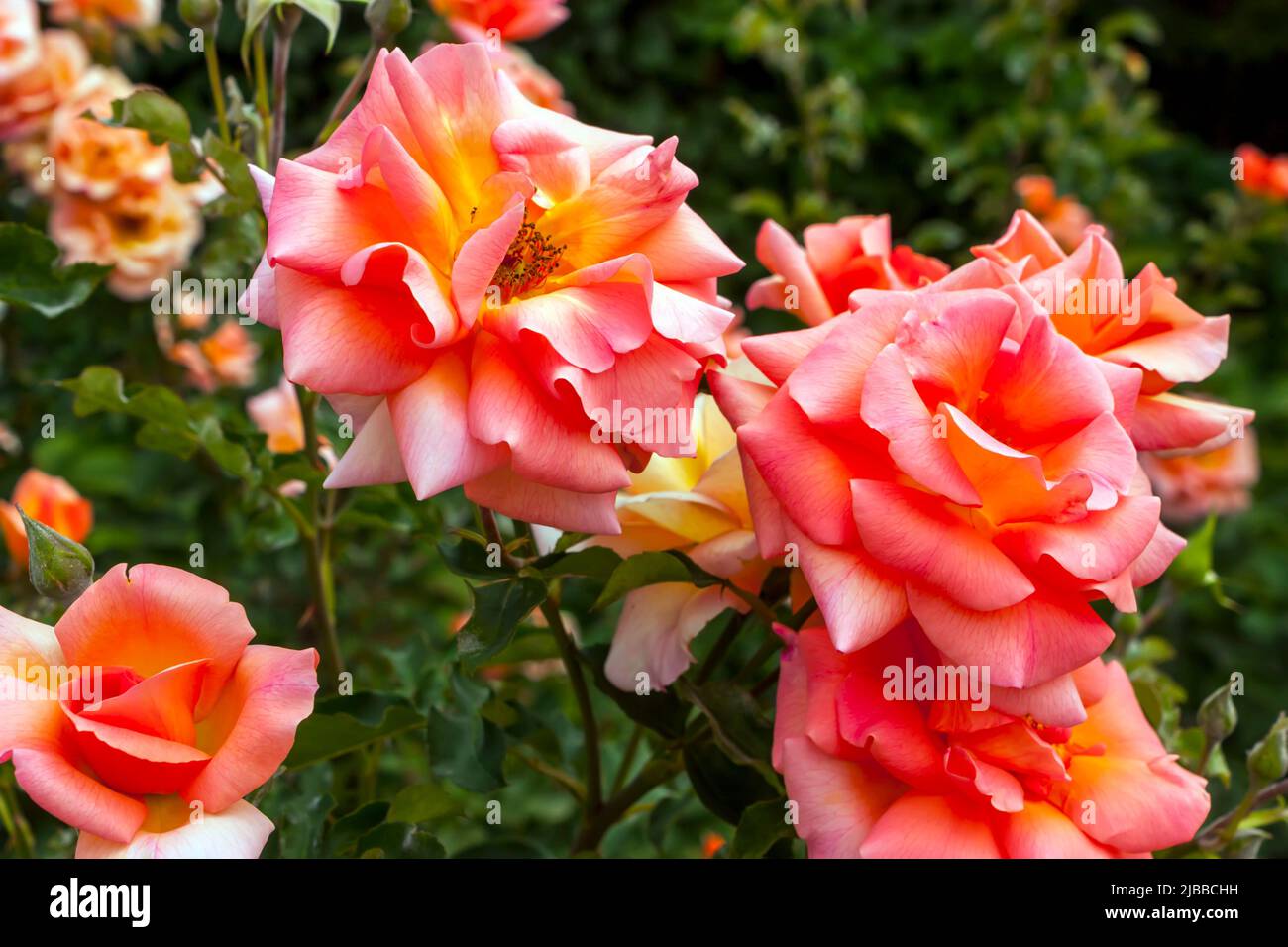 Amazing pink rose in a garden Stock Photo