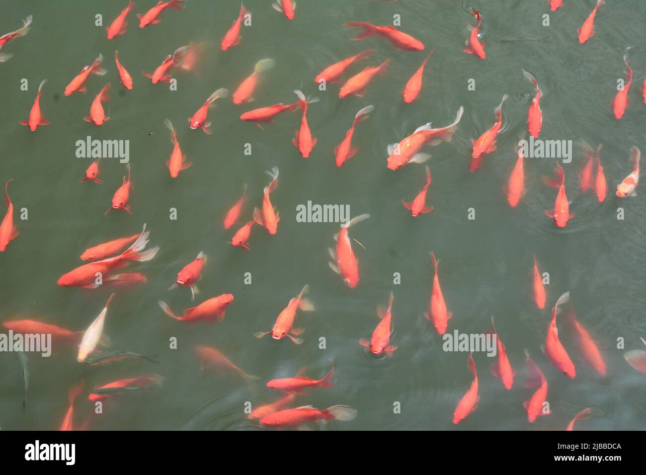 Fancy gold fish in a Suzhou park pond Stock Photo Alamy