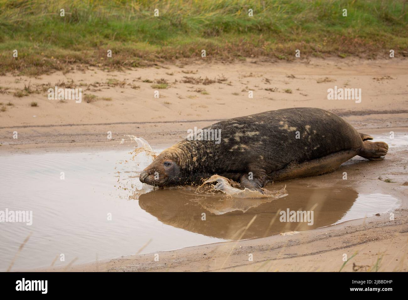 Seal splashing in puddle of water at Horsey gap, Norfolk, UK. British wildlife Stock Photo