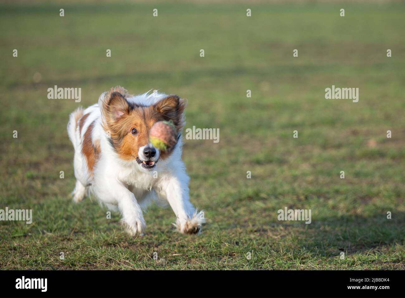 Sheltie focused running in the grass at dog park. Tennis ball covering