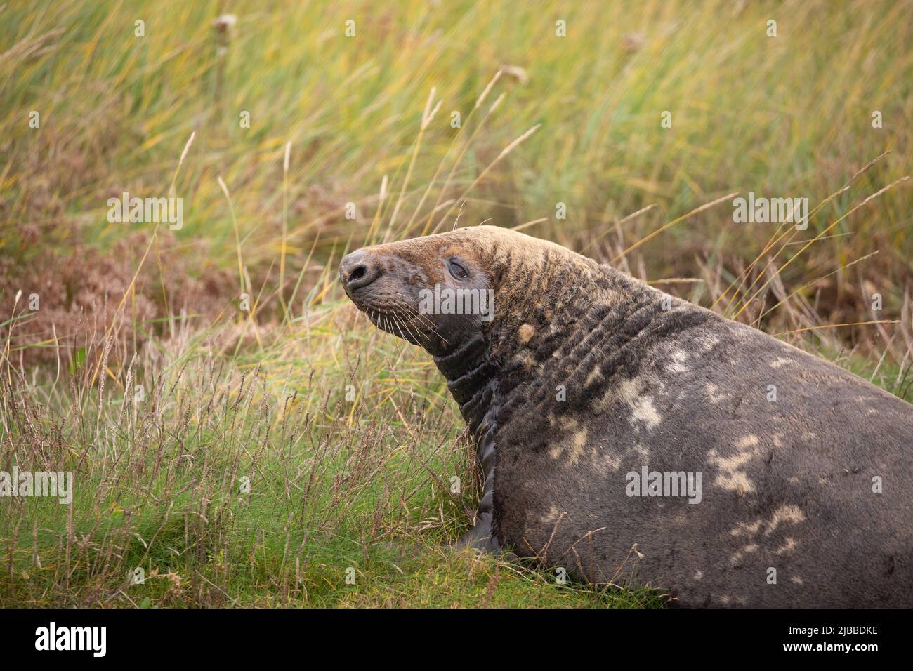 Side view of a seal lying in the grass at Horsey gap, Norfolk, UK. British wildlife Stock Photo