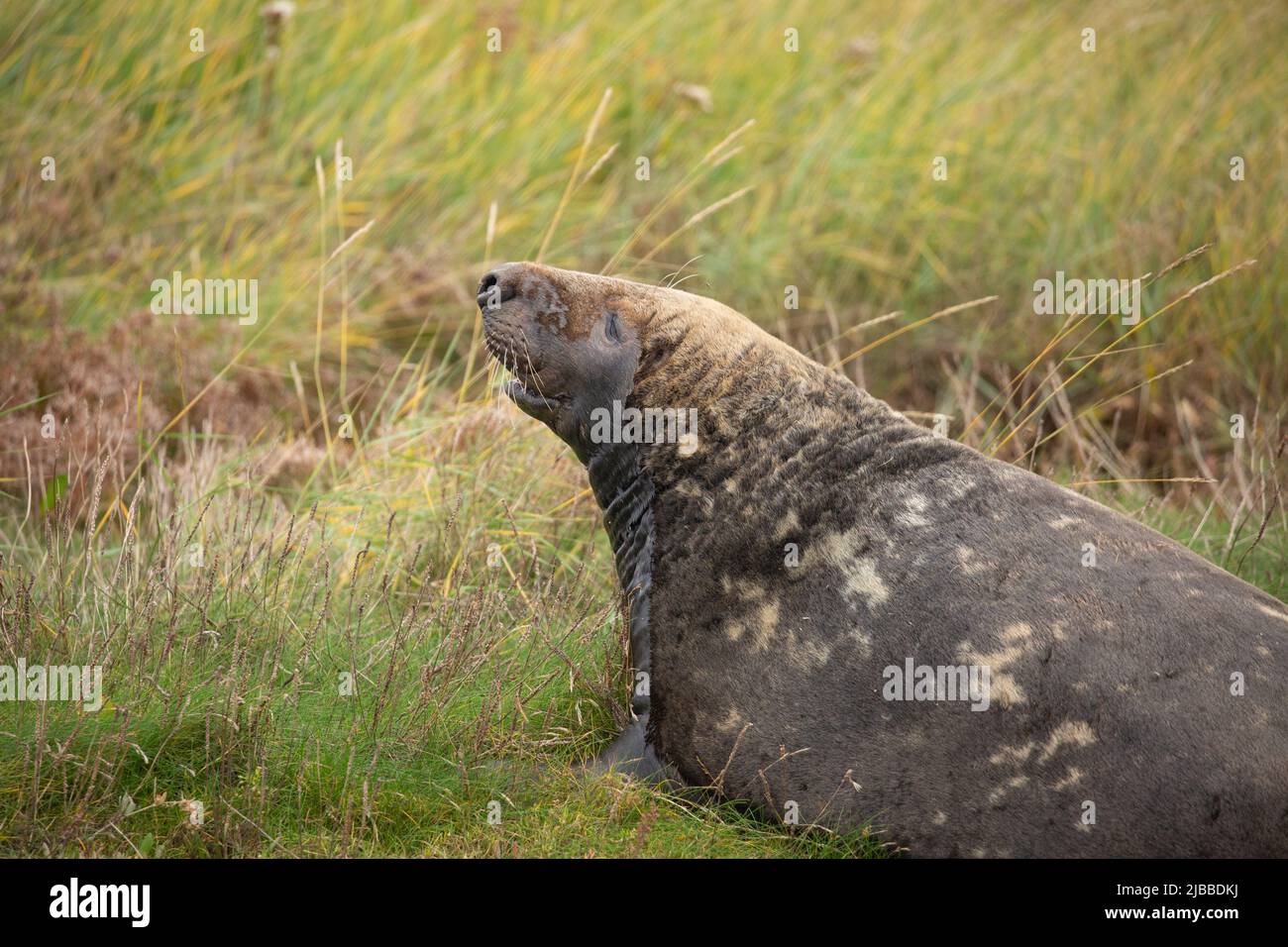 Side view of seal lying in the grass and making funny face at Horsey