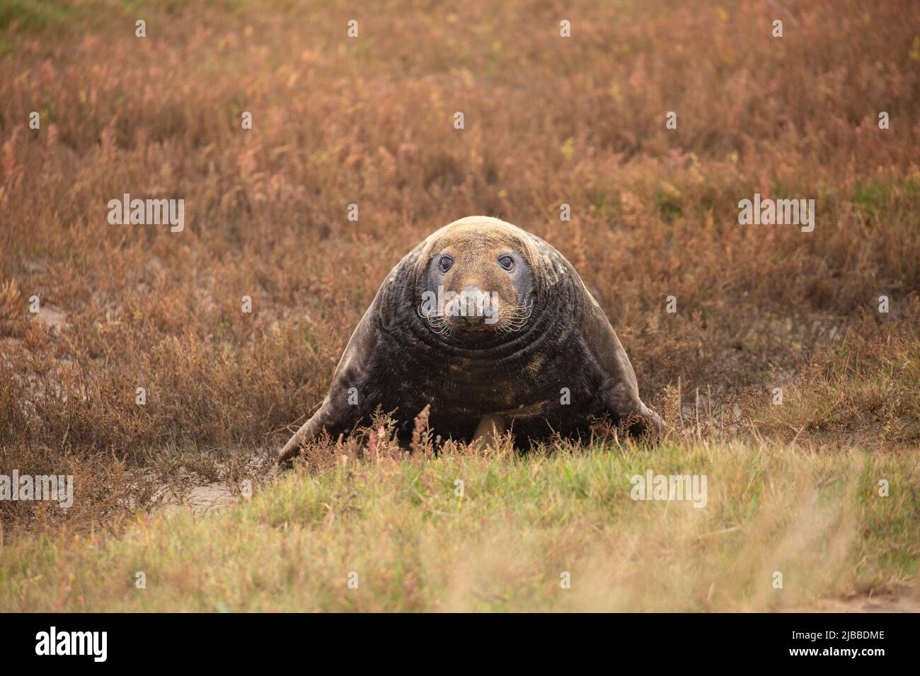 Seal in vegetation looking up and standing on front legs at Horsey gap in Norfolk, UK. British wildlife Stock Photo