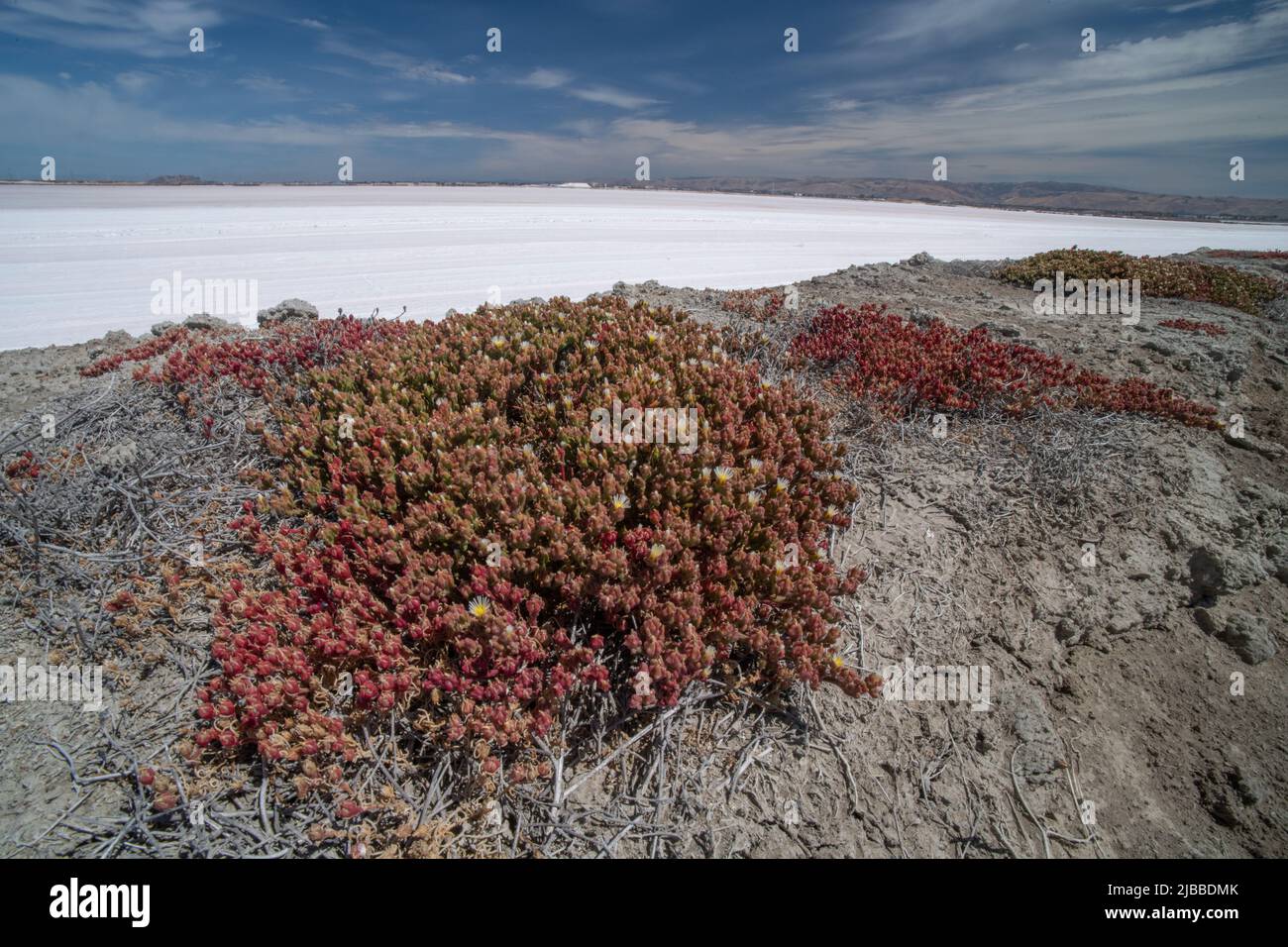 Slender Iceplant (Mesembryanthemum nodiflorum) an invasive species, growing in a coastal region Stock Photo