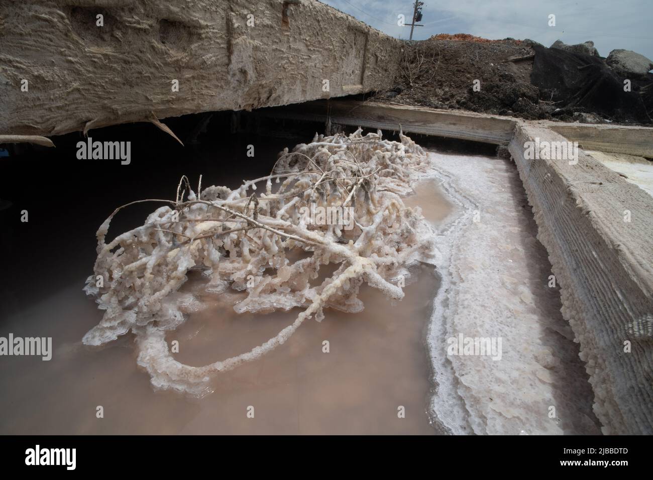 A tumbleweed that rolled into a salt evaporation pond forms salty crystals all over its surface Stock Photo