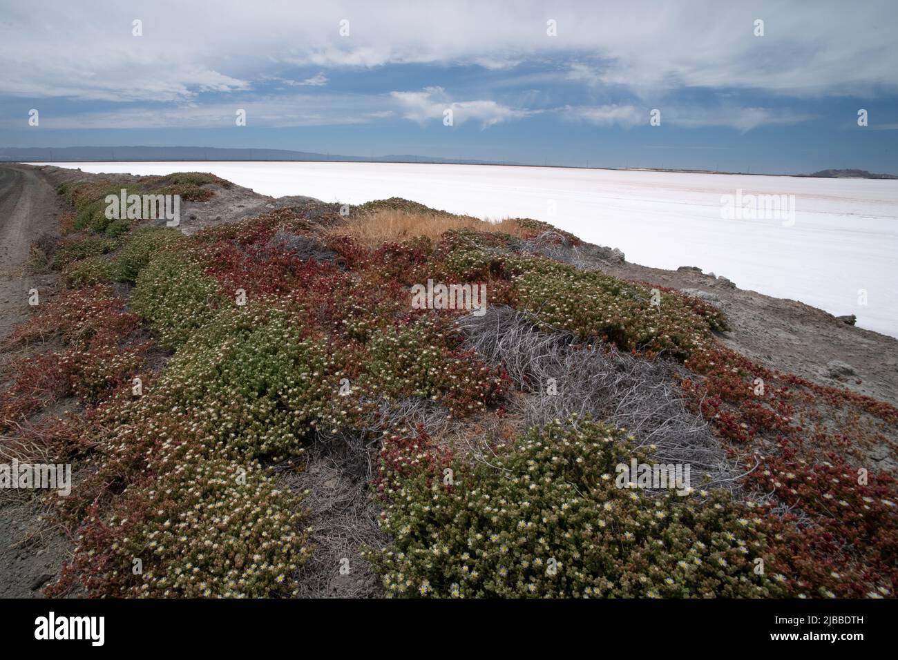Slender Iceplant (Mesembryanthemum nodiflorum) an invasive species, growing in a coastal region. Stock Photo