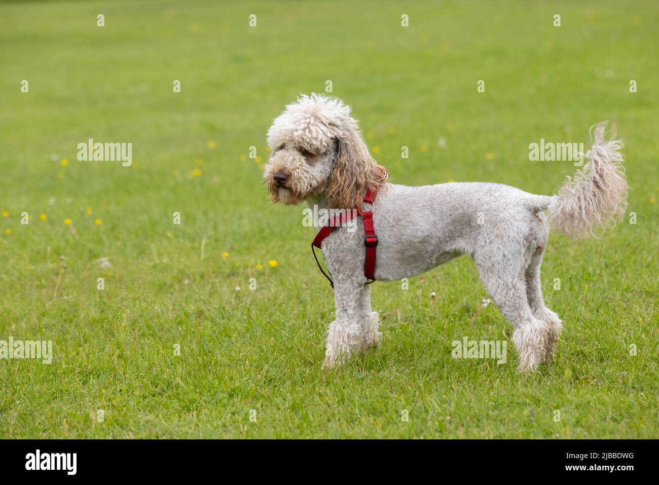 what is the smallest poodle you can get