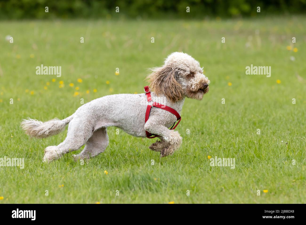 Side view of cute small light brown trimmed poodle with red harness running on grass Stock Photo