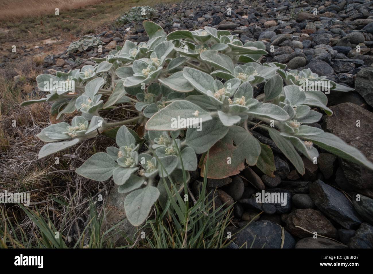 Croton setiger called turkey mullein and dove weed, a native plant to CA, grows in Solano county in the Central Valley of California. Stock Photo