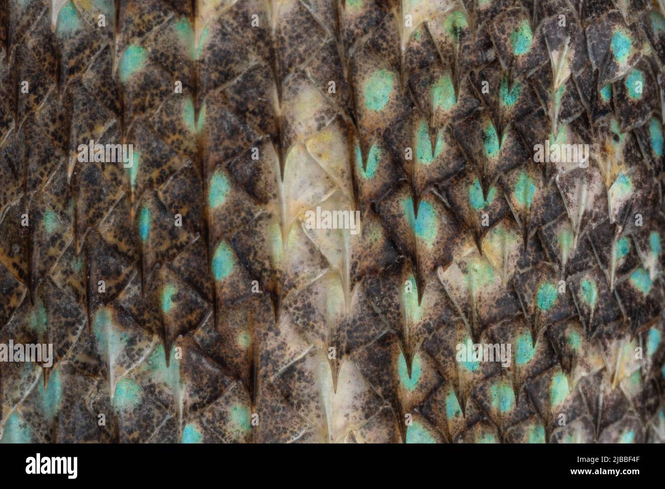 The colorful natural pattern of the dorsal scales of a western fence lizard (Sceloporus occidentalis) from the Central valley of California. Stock Photo