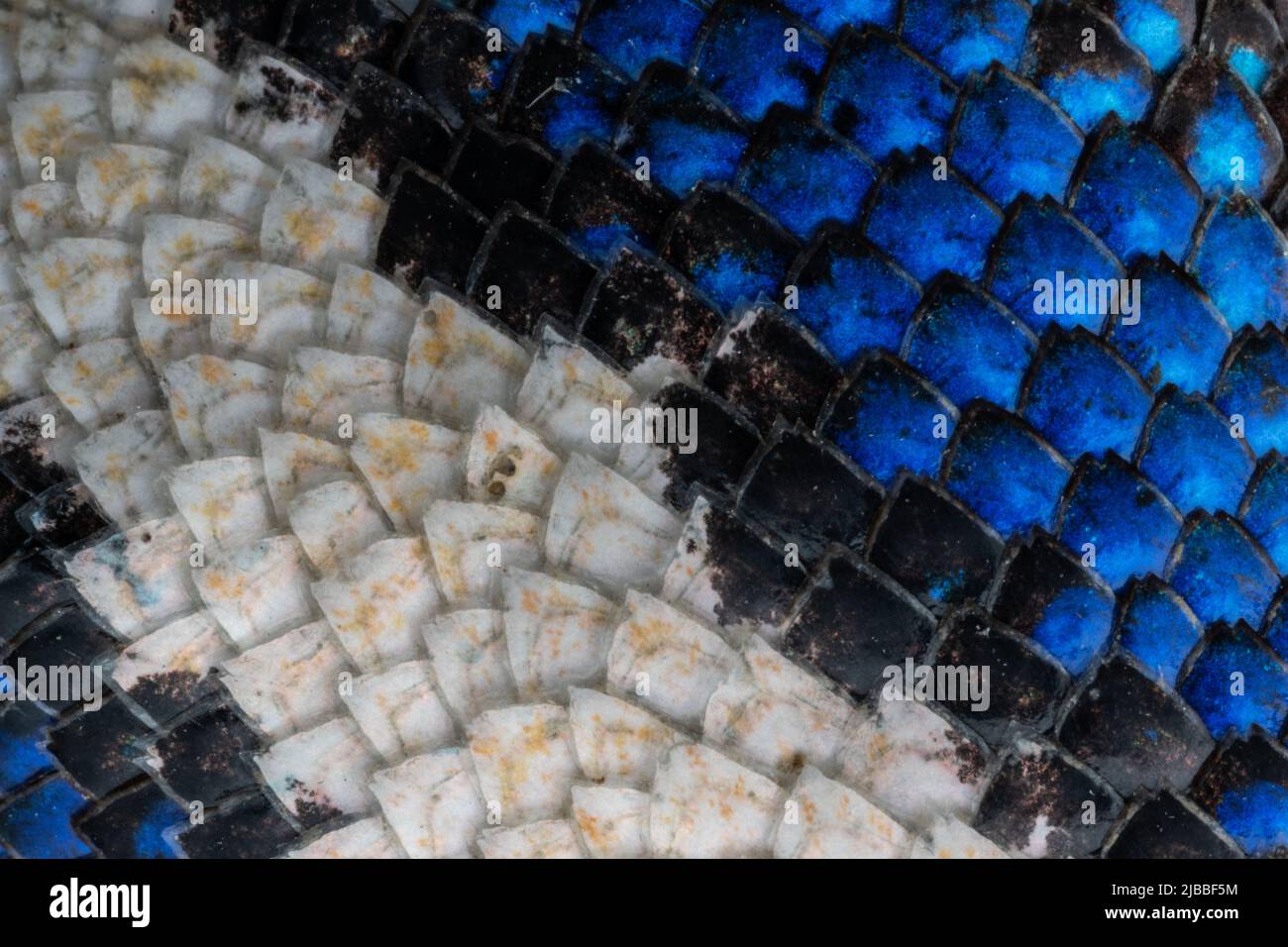 The colorful natural pattern of the belly scales of a western fence lizard (Sceloporus occidentalis) from the Central valley of California. Stock Photo