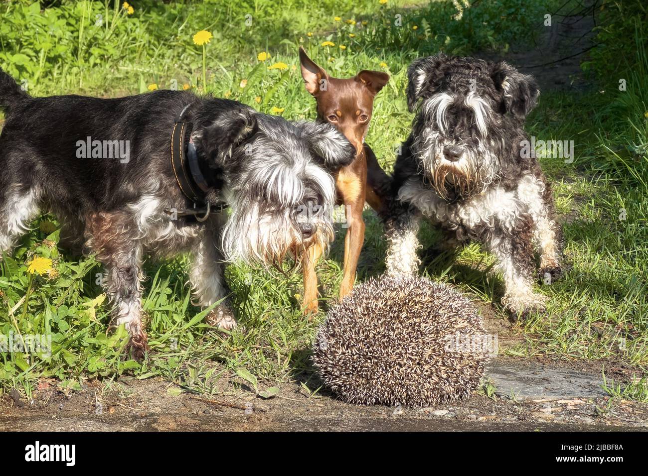 Three dogs barking on a hedgehog. Wild animals often carry infectious diseases such as distemper. Stock Photo