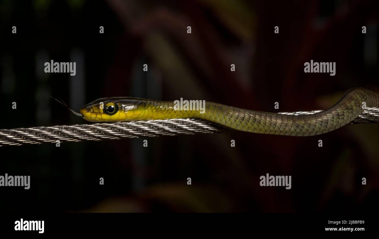 Common Tree Snake Stock Photo Alamy
