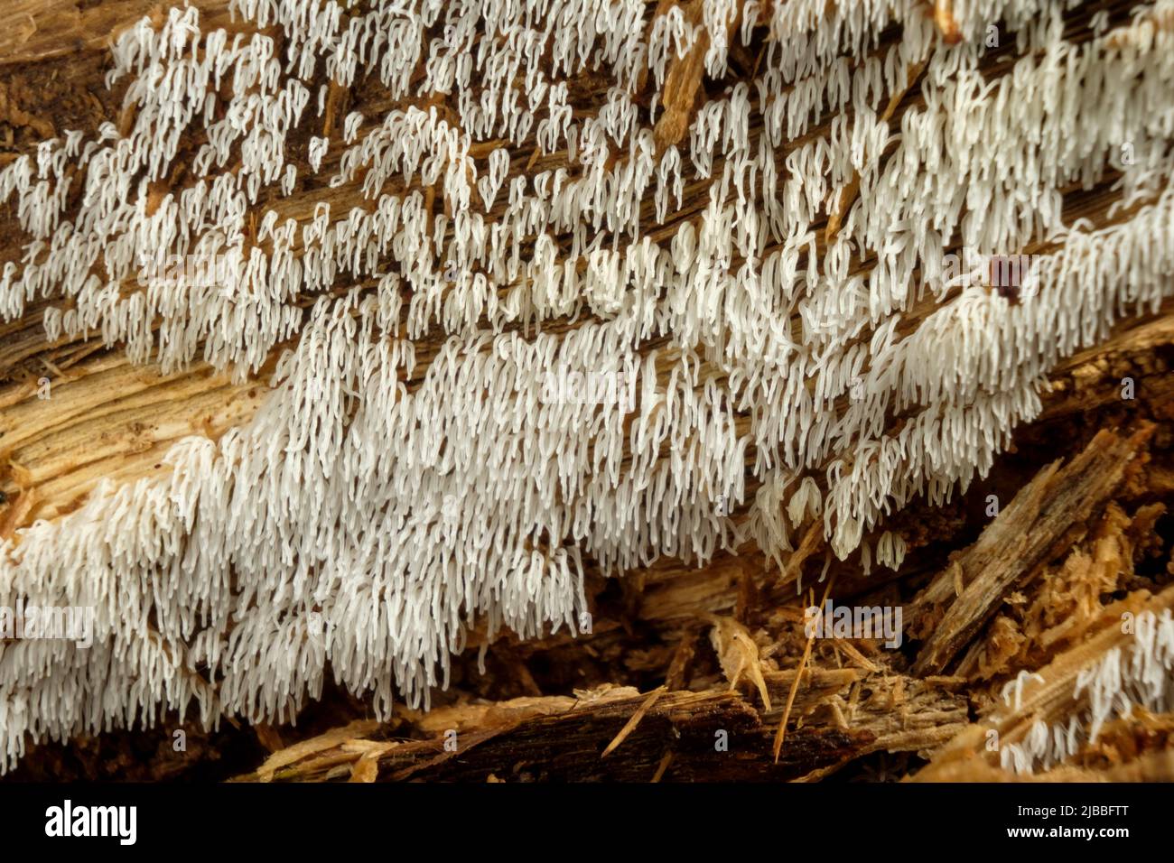 Mt Nemo - Slime Mould (Ceratiomyxa fruticulosa var. arbuscula) Stock Photo