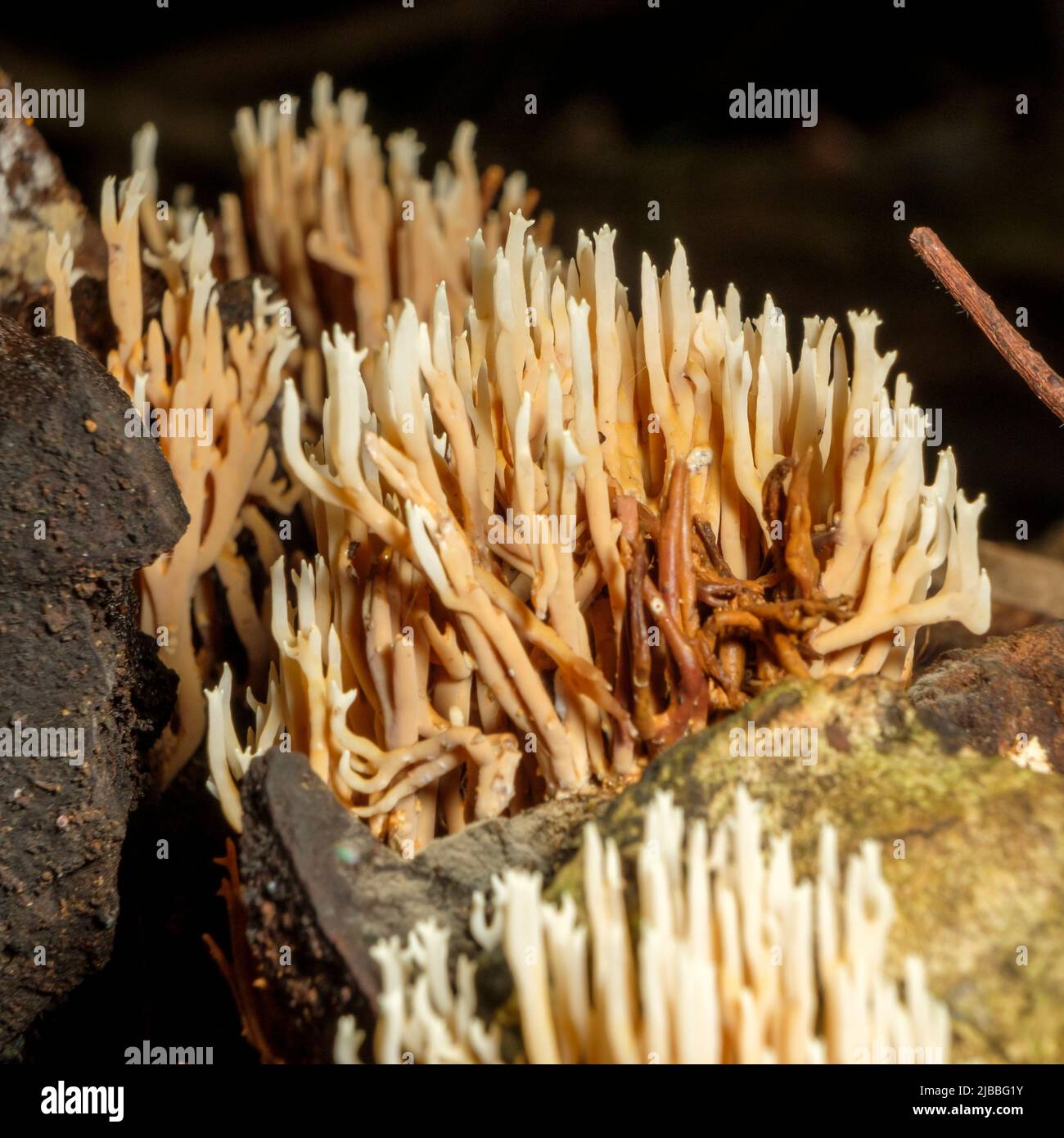 Mt Glorious Fungi (Ramaria ochracea Stock Photo Alamy