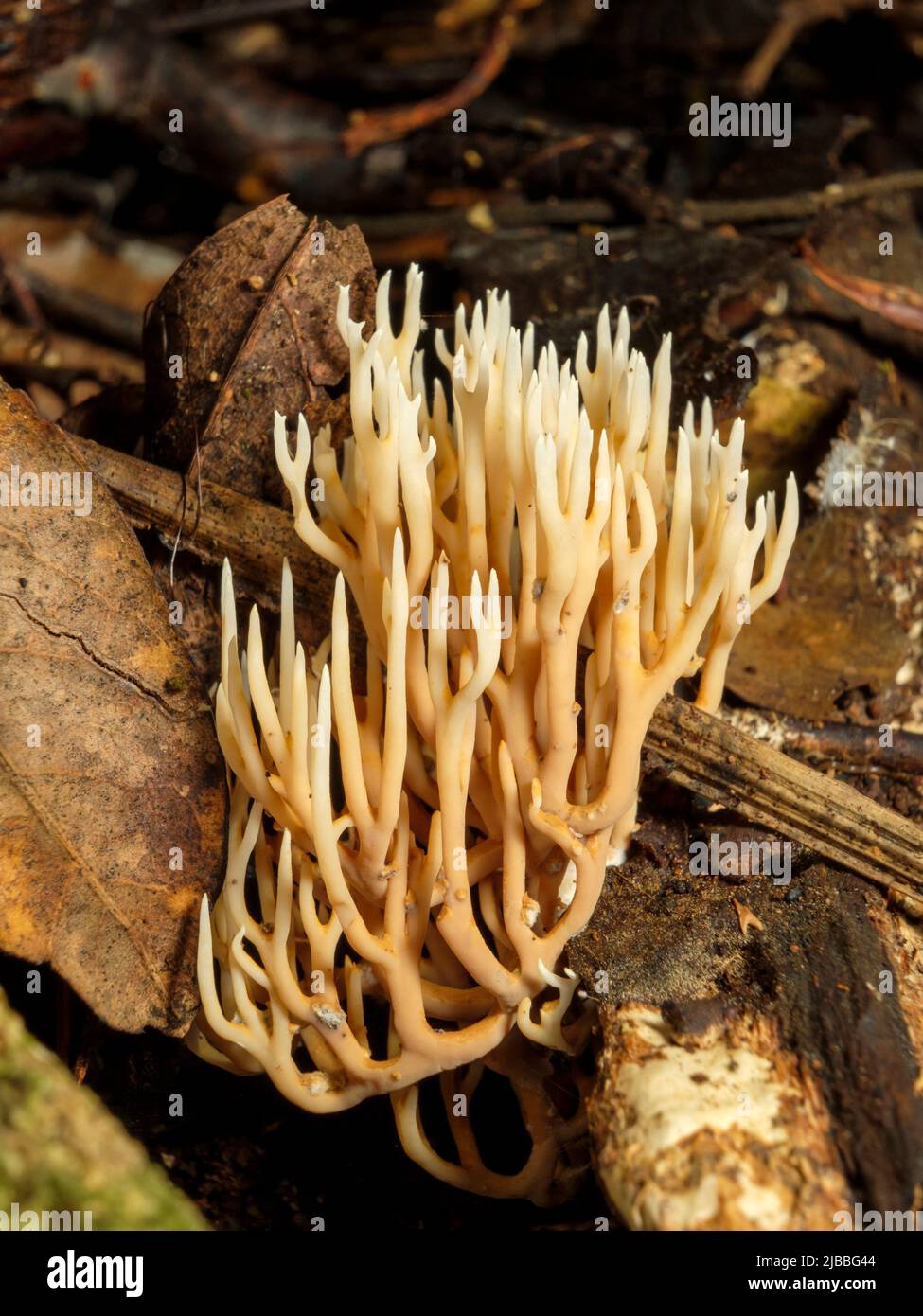 Mt Glorious Fungi (Ramaria ochracea Stock Photo Alamy