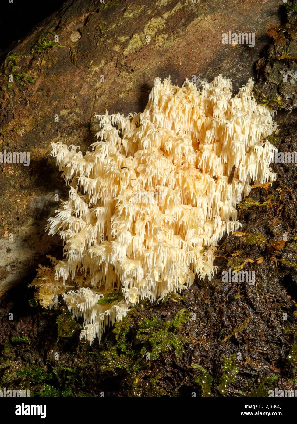 Mt Glorious - Fungi (Hericium coralloides) Stock Photo