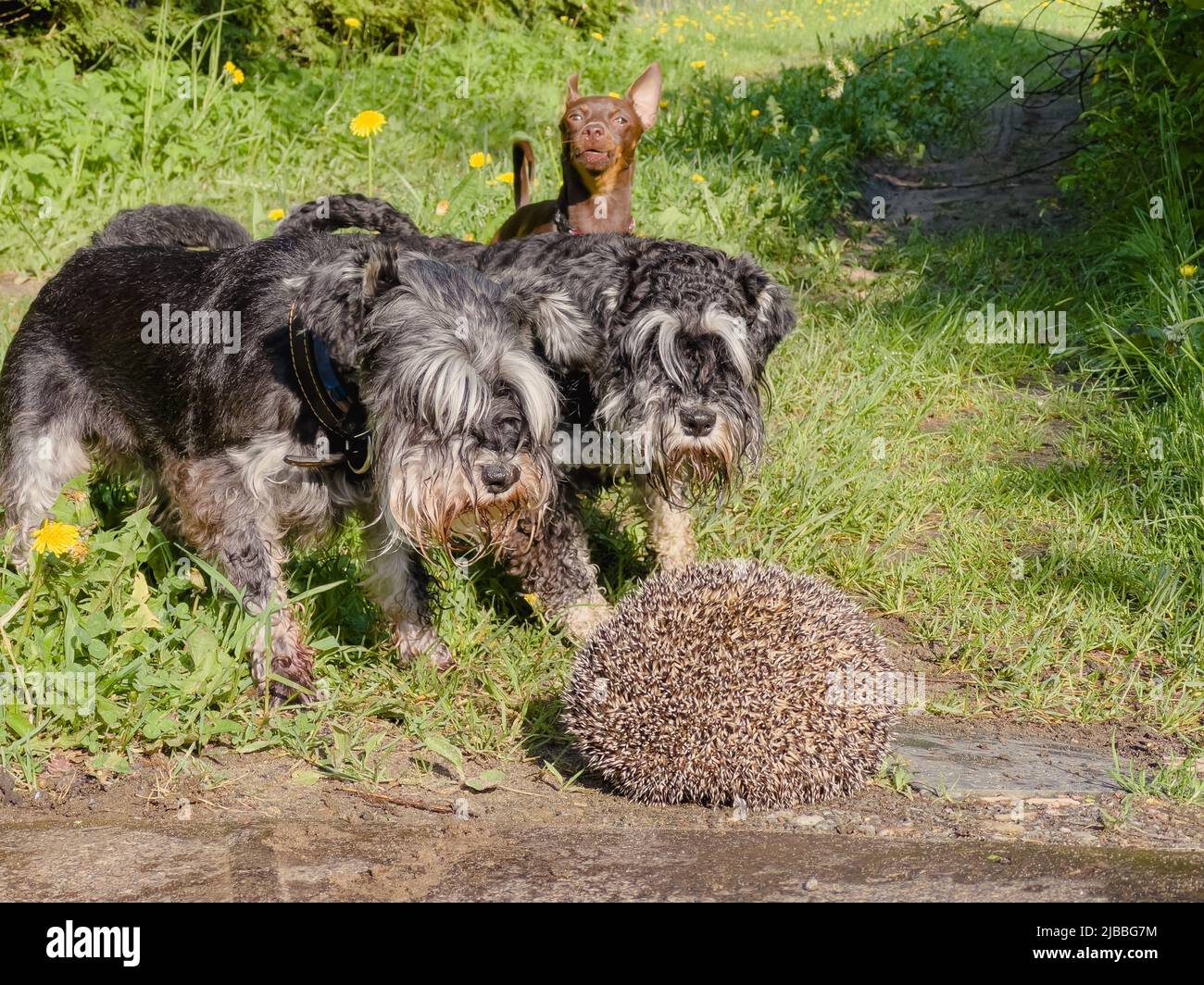 Three dogs barking on a hedgehog. Wild animals often carry infectious diseases such as Rabies. Stock Photo
