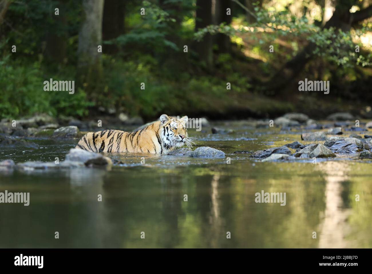 The Siberian tiger Panthera tigris Tigris, or Amur tiger Panthera tigris altaica in the forest walking in a water. Tiger with green background Stock Photo