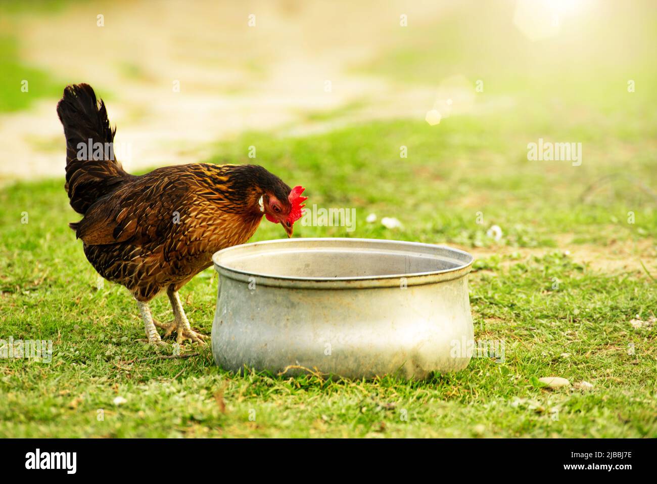 A hen grazing on green backyard grass Stock Photo