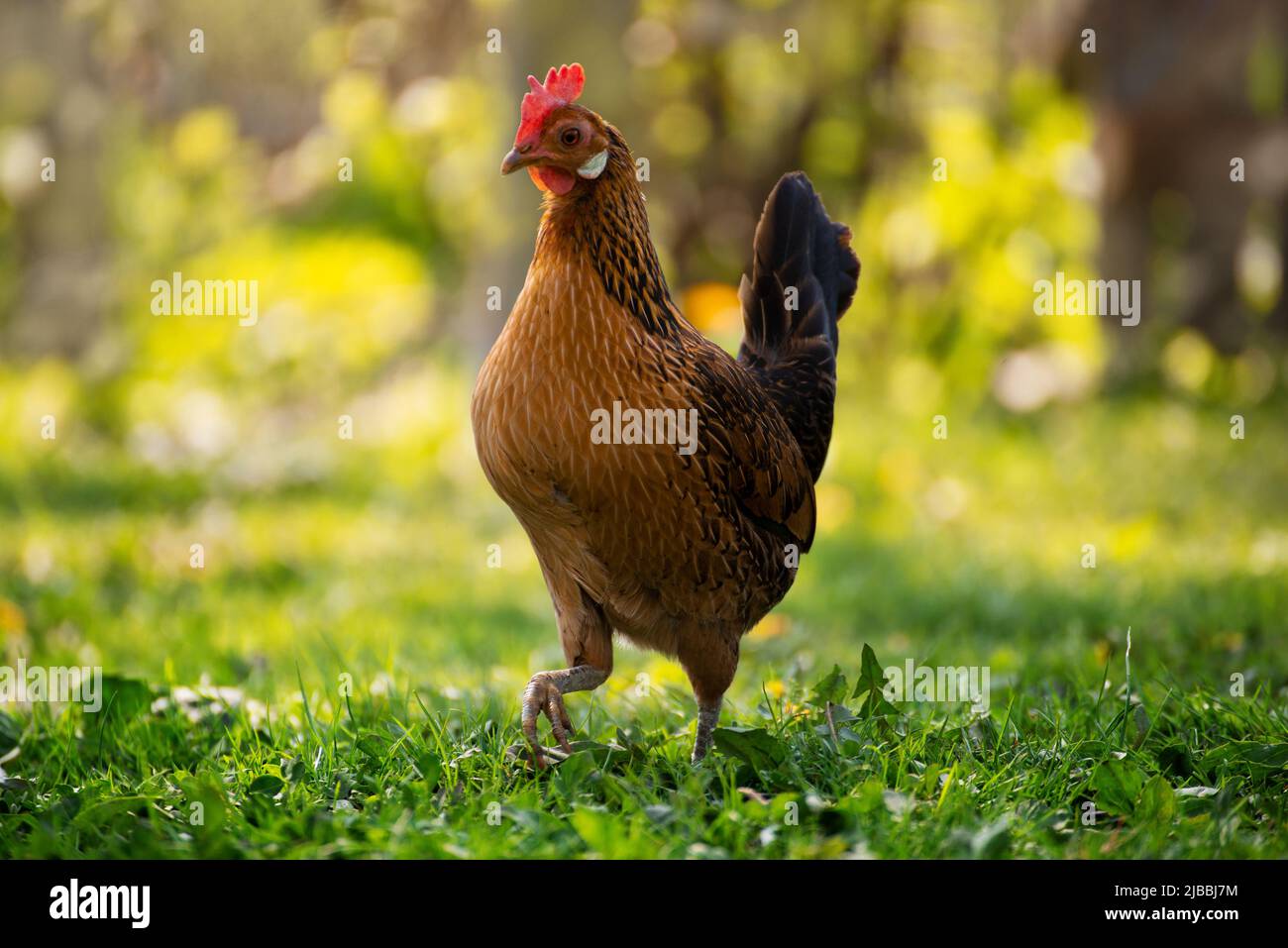 A hen grazing on green backyard grass Stock Photo