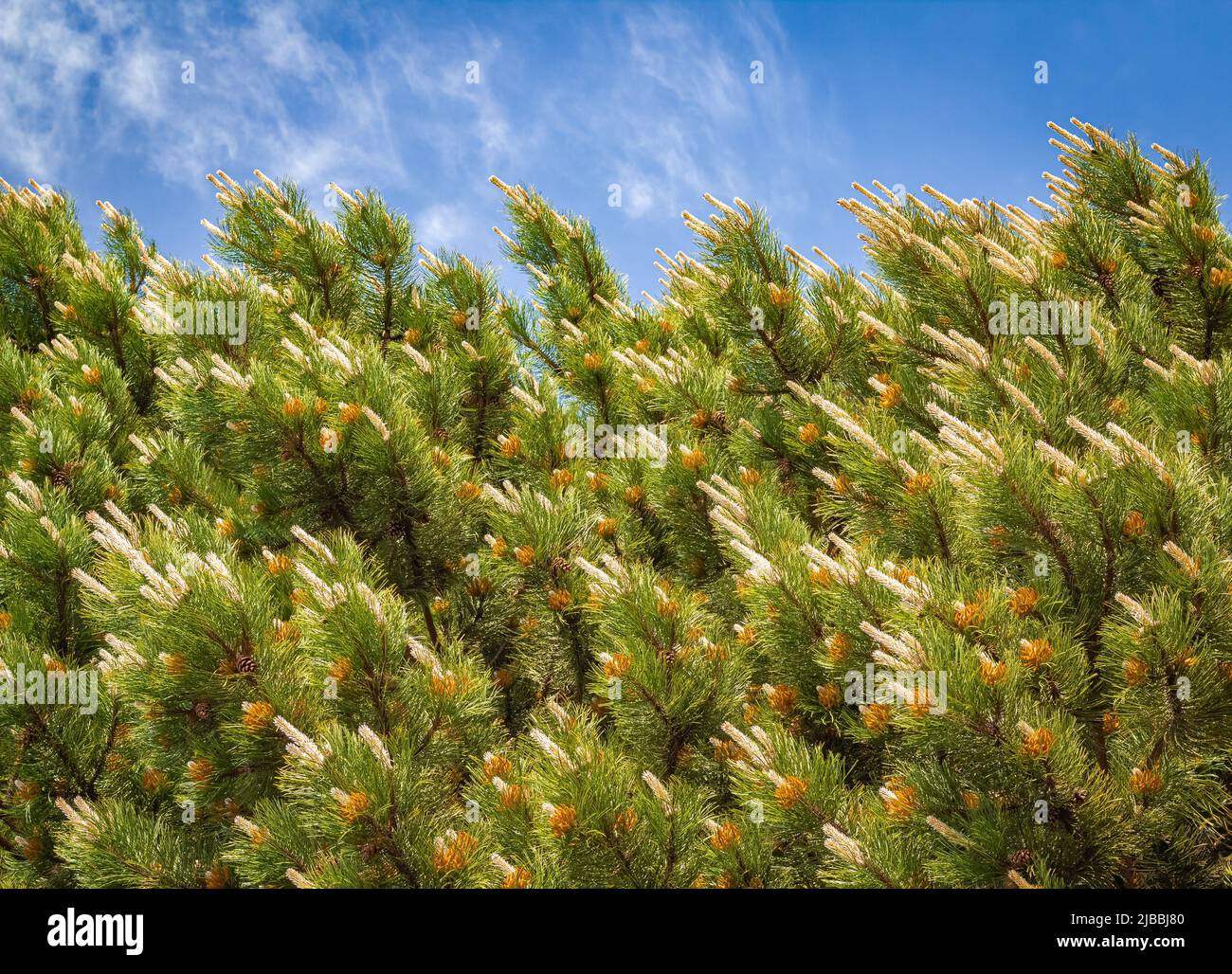 Flowering Scots pine Pinus sylvestris Scotch pine European red Scots pine or Baltic pine. Close up, selective focus branch with cones flowers and poll Stock Photo