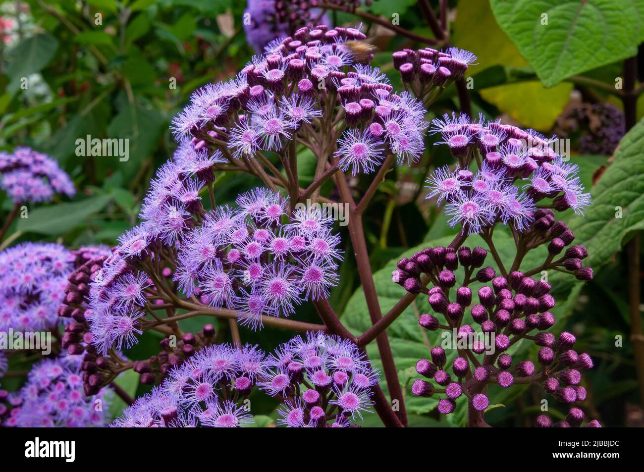 Sydney Australia, flowerhead of a purple mistflower Stock Photo