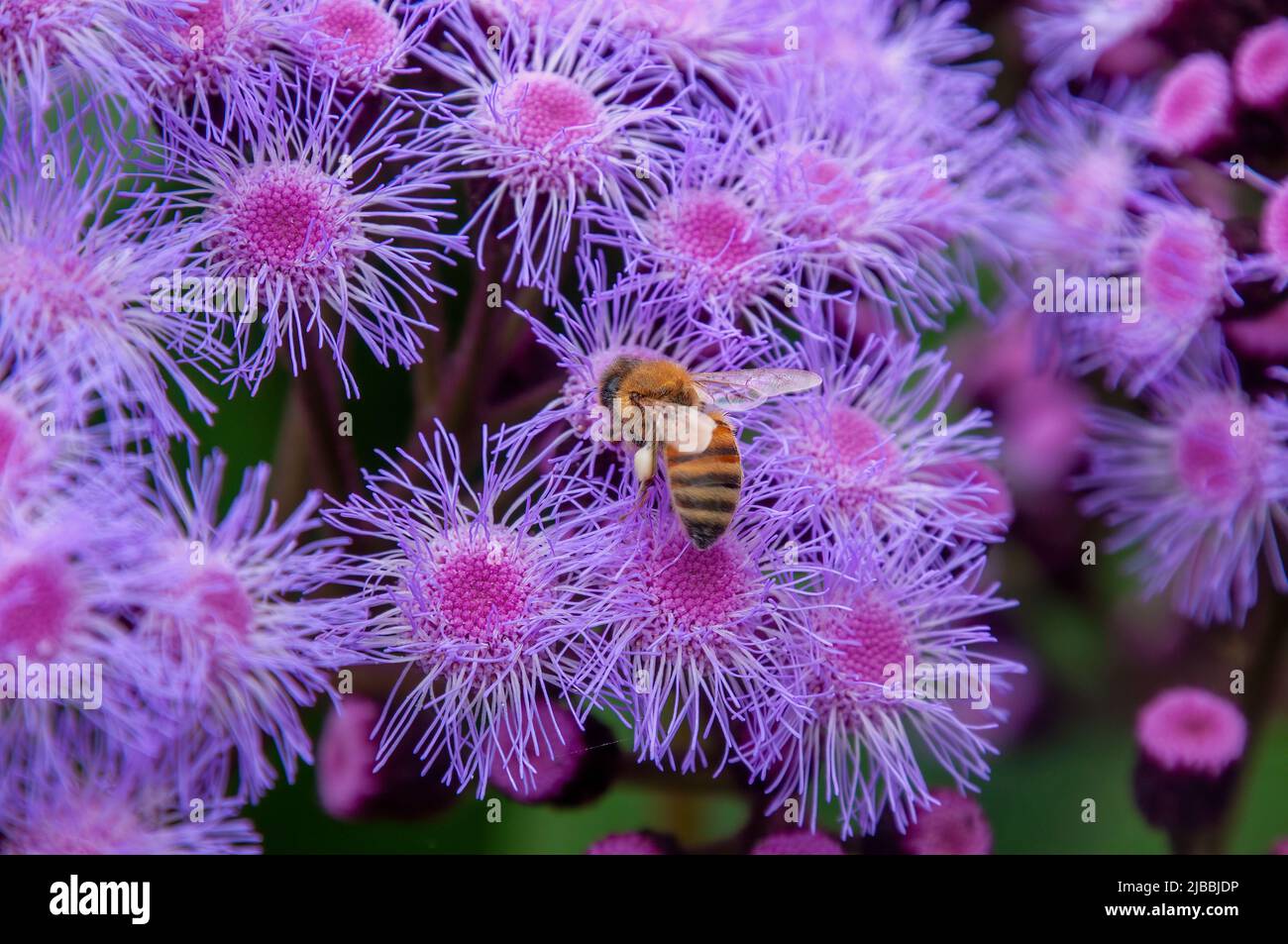 Sydney Australia, bee on a flowerhead of a purple mistflower Stock Photo