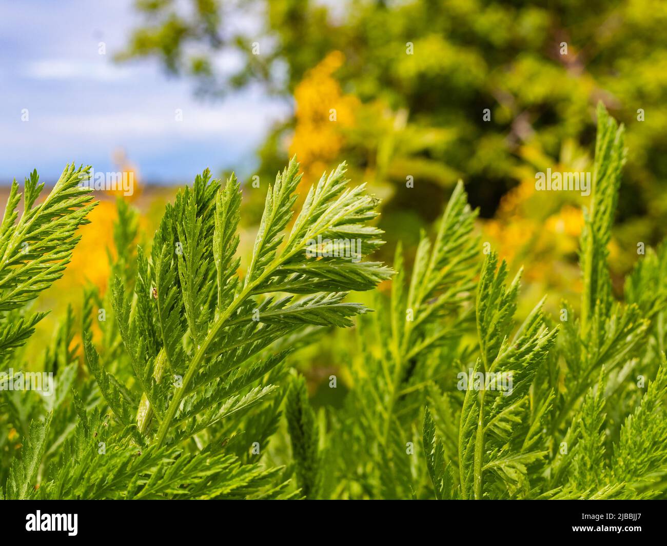 Artemisia annua (Sweet Wormwood) with green leaves and small yellow  flowerheads on stems Stock Photo - Alamy