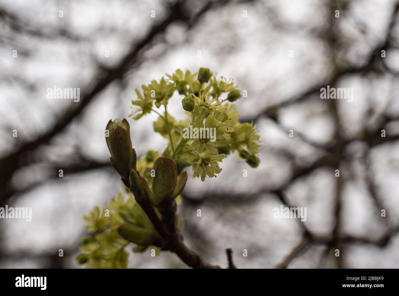 close-up of the flowers of a norway maple tree in springtime Stock Photo