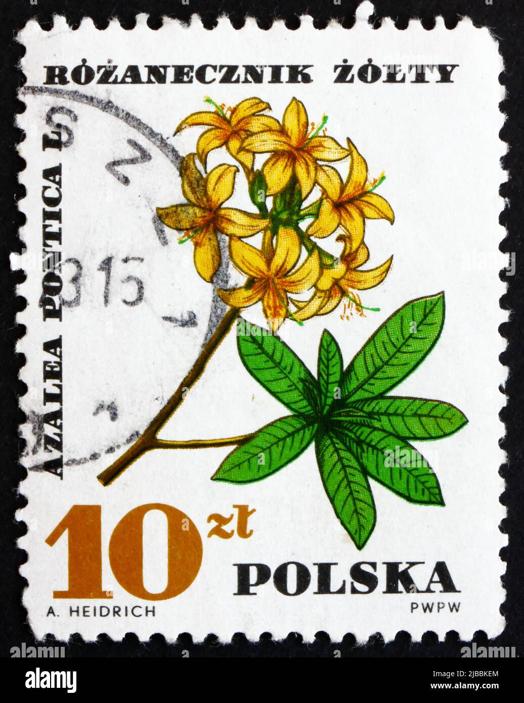 POLAND - CIRCA 1967: a stamp printed in the Poland shows Azalea Pontica, Rhododendron, Medical Plant, circa 1967 Stock Photo