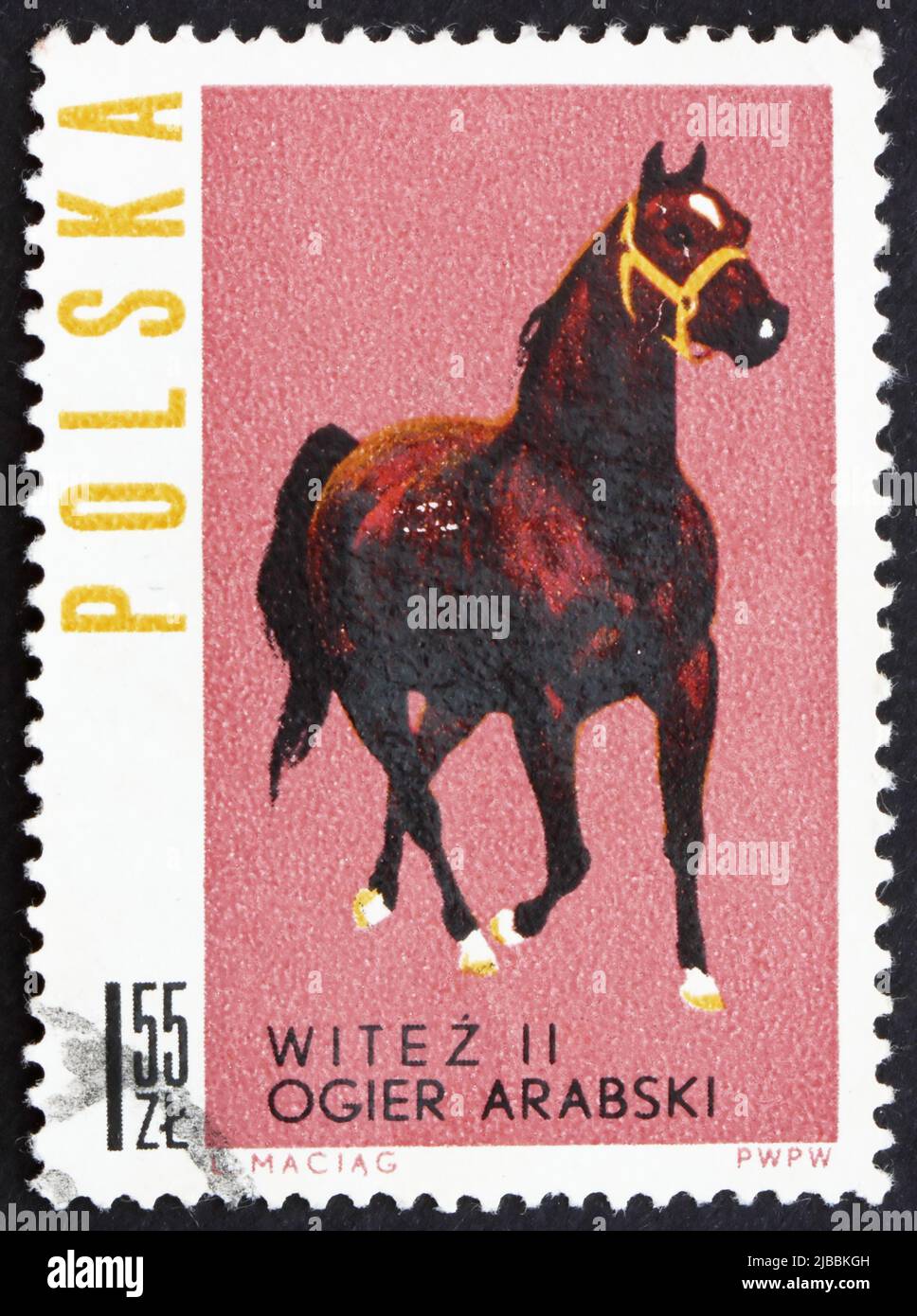 POLAND - CIRCA 1963: a stamp printed in the Poland shows Arab Stallion, Polish Horse Breeding, circa 1963 Stock Photo