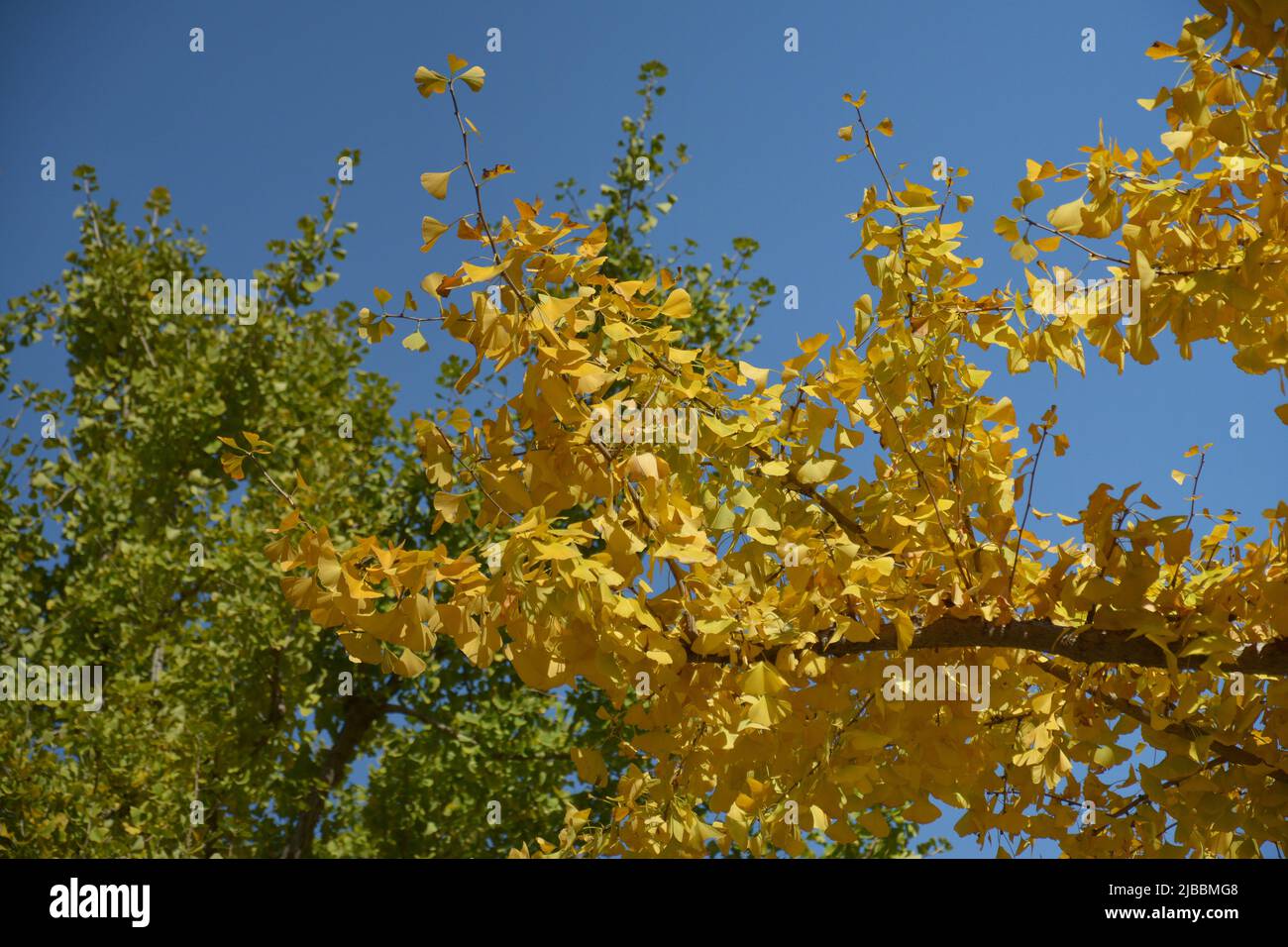 yellow leaves on a tree with background of green tree and blue sky ...