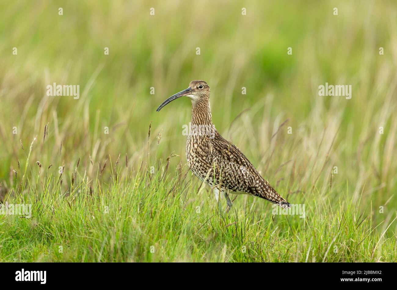 Adult Curlew in Springtime, facing left in natural moorland habitat on the North Yorkshire Moors, UK. IUCN Red-listed bird. Scientific name: Numenius Stock Photo
