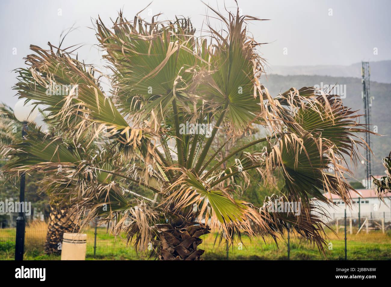 Tropical storm, heavy rain and high winds in tropical climates. Palm ...