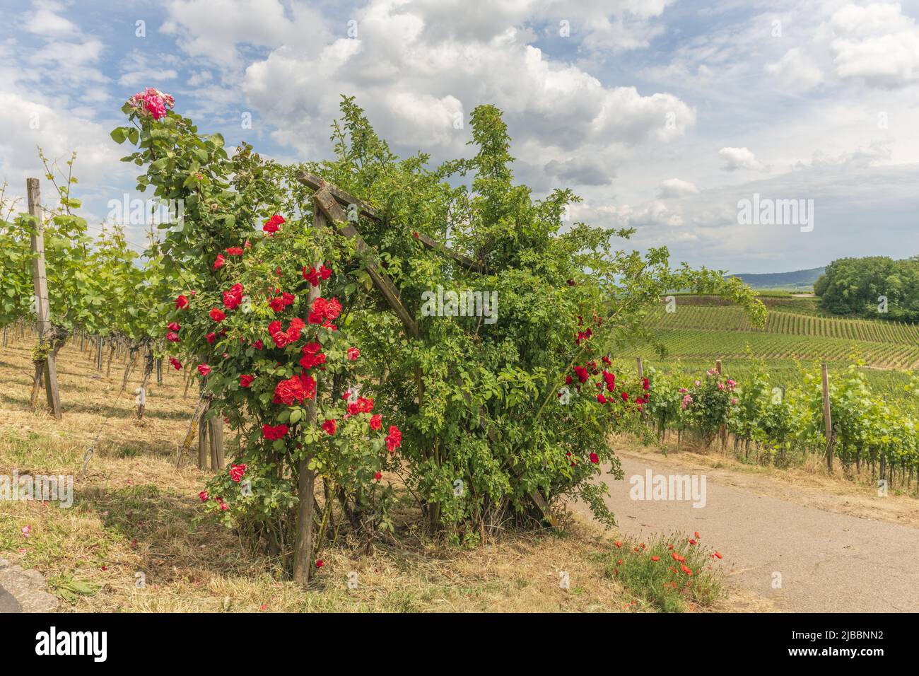 Vineyards in Kaiserstuhl in spring. Sasbach am Kaiserstuhl, Bade-Wurtemberg, Emmendingen, Fribourg-en-Brisgau, Germany. Stock Photo