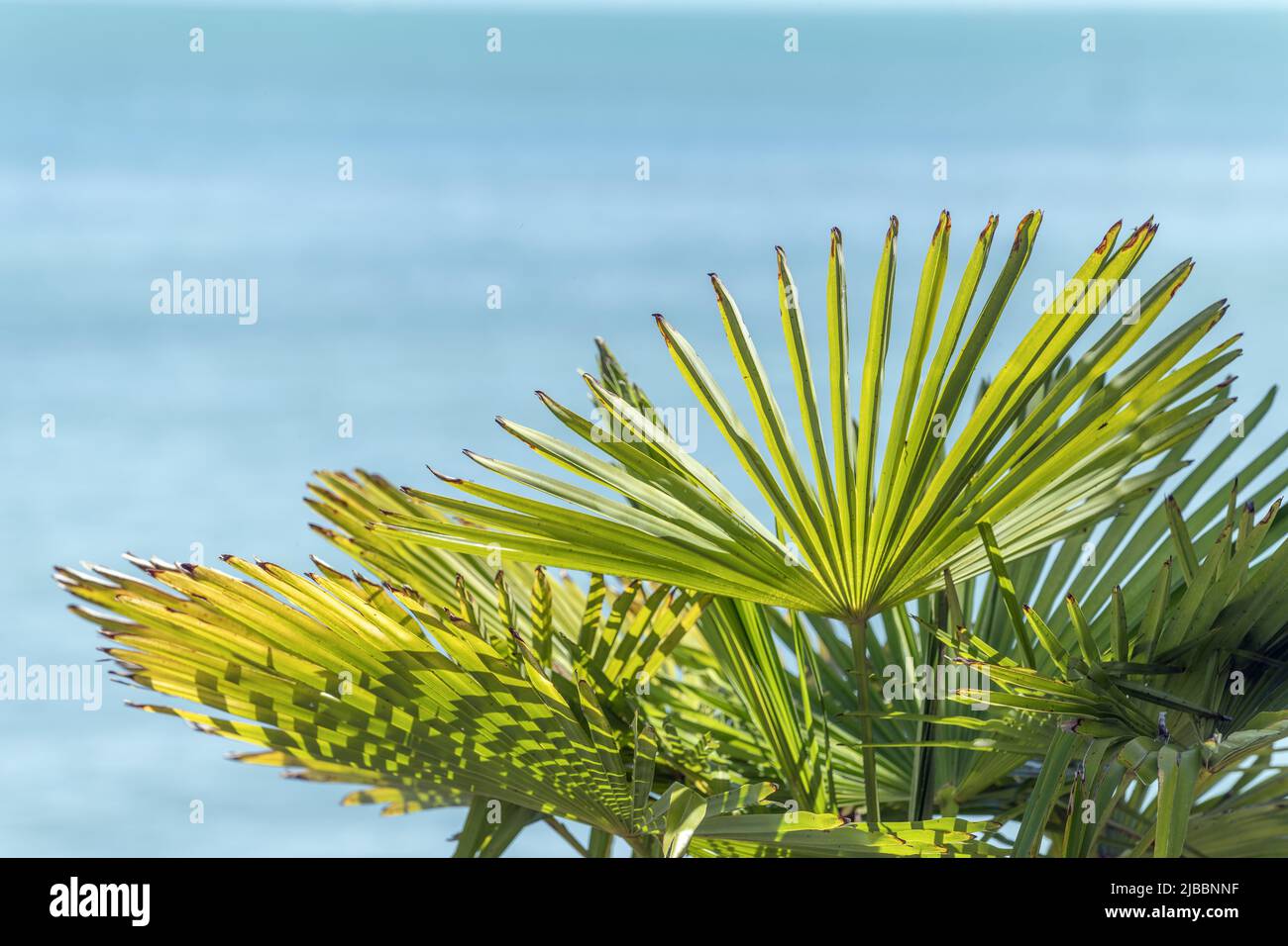 Palm leaf at water's edge on turquoise blue background. Mainau island, lake constance, Constance. Stock Photo