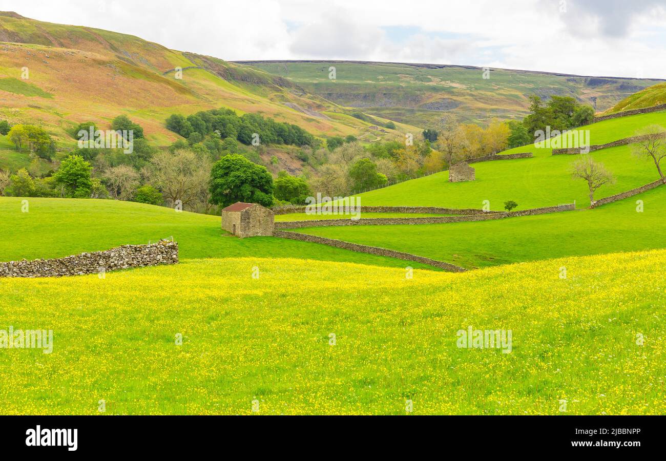 Stone barns or cow houses with drystone walling, green fields and wildflower meadows filled with bright yellow buttercups, in Muker, Swaledale, Yorksh Stock Photo