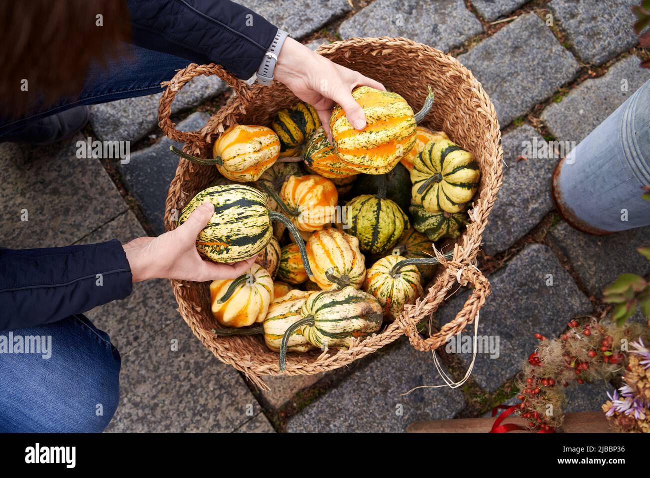 Woman shopping at the farmers' market in autumn - selecting gourds or pumpkins in a basket, top view Stock Photo