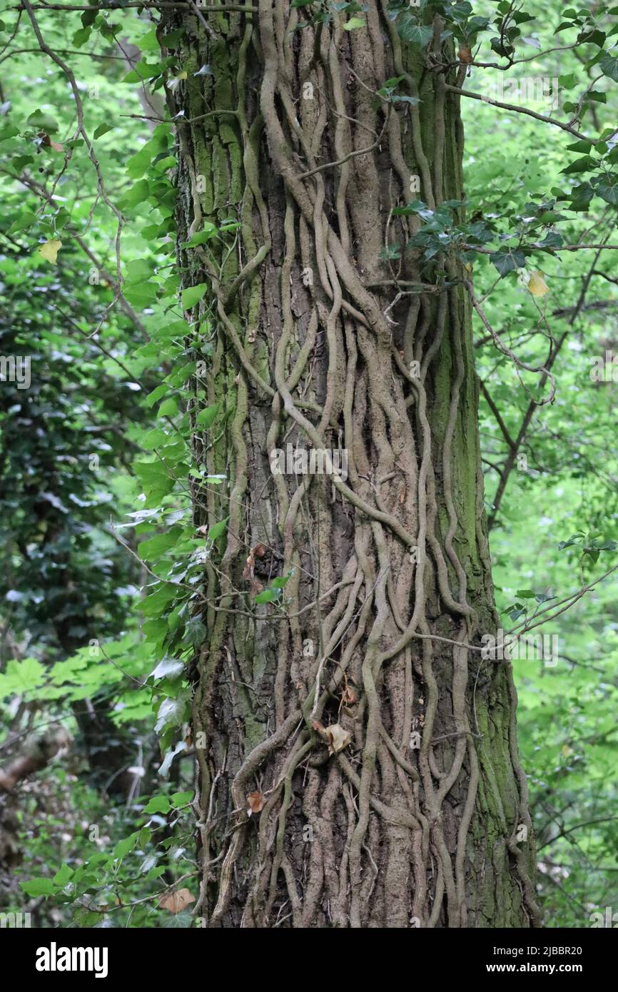 thick Tendrils of Ivy on a Tree Stock Photo - Alamy