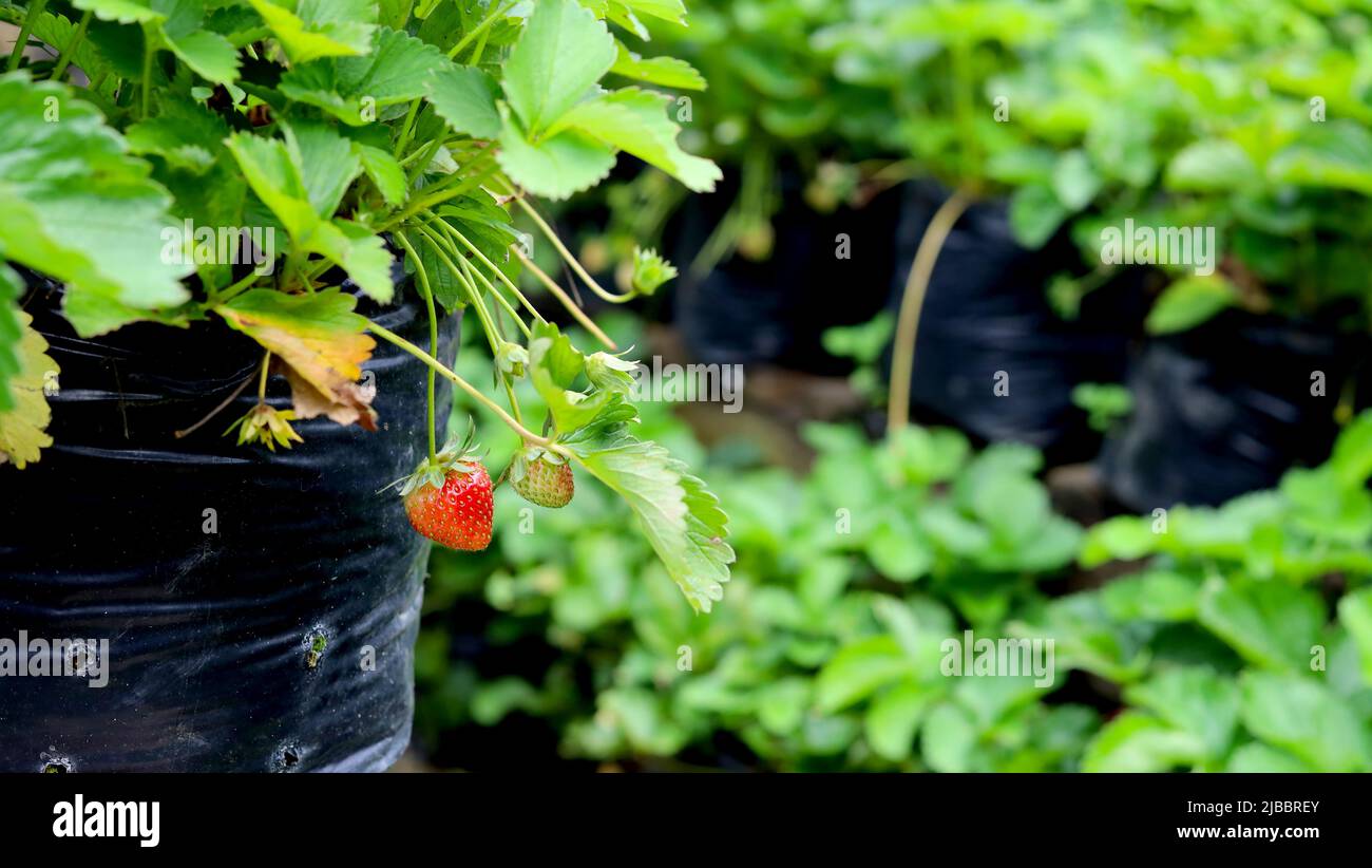 Garden unripe berries strawberry hi-res stock photography and images ...