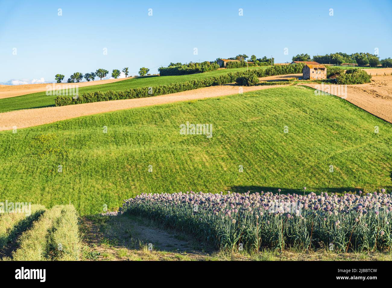 Marche Region, Italy. Rural landscape Stock Photo