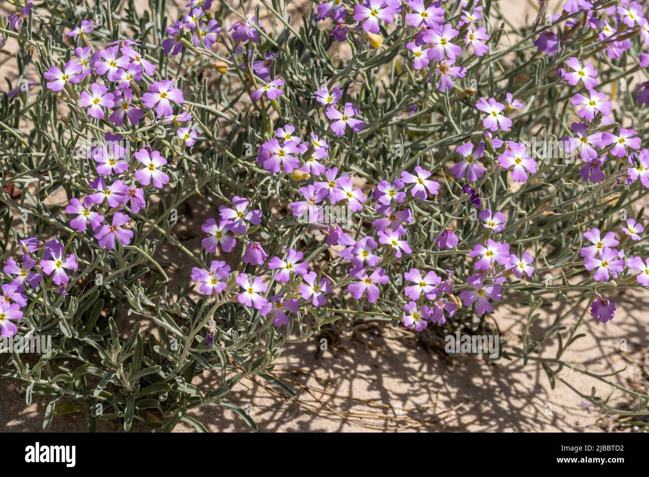 Malcolmia littorea (Brassicaceae) - Flowering plant found at Bolonia, Andalusia, Spain Stock Photo