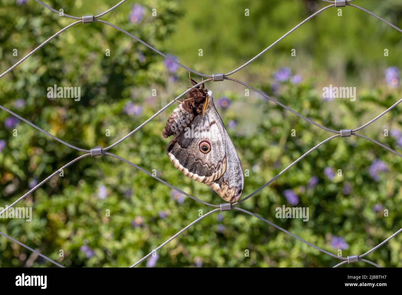 Giant Peacock Moth - Saturnia pyri - Saturniidae.  Female.  Bolonia, Andalusia, Spain. Stock Photo