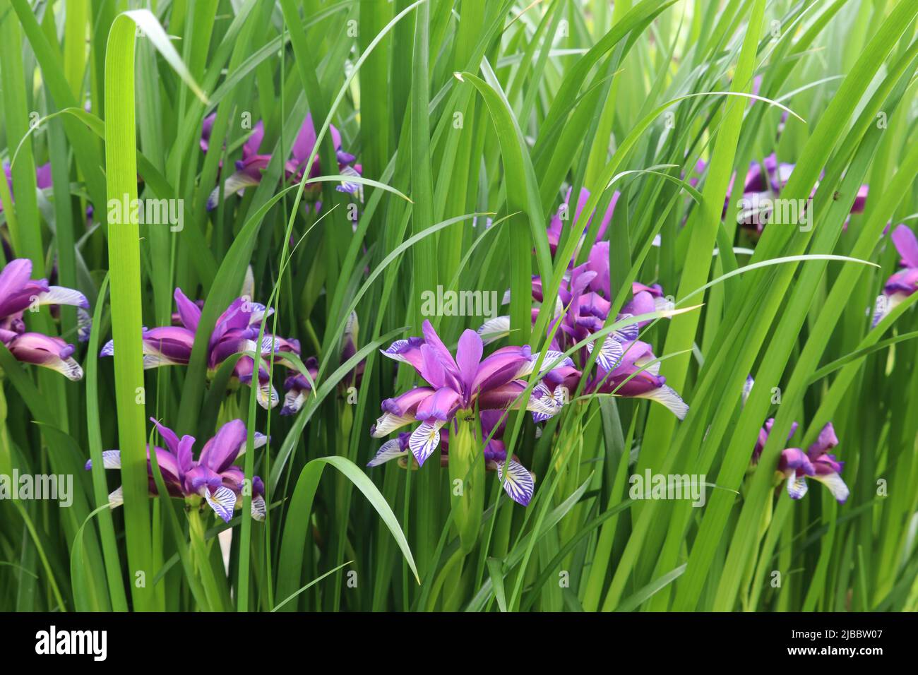 Iris graminea.  Blue and violet flowers, almost hidden by narrow, grassy leaves, and a plum scented fragrance. It is cultivated as an ornamental plant Stock Photo