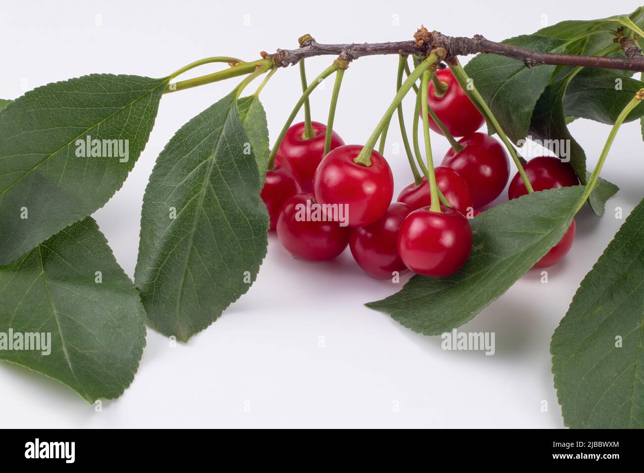 Sour cherries, leaves, twig isolated on white background. Close up. Stock Photo