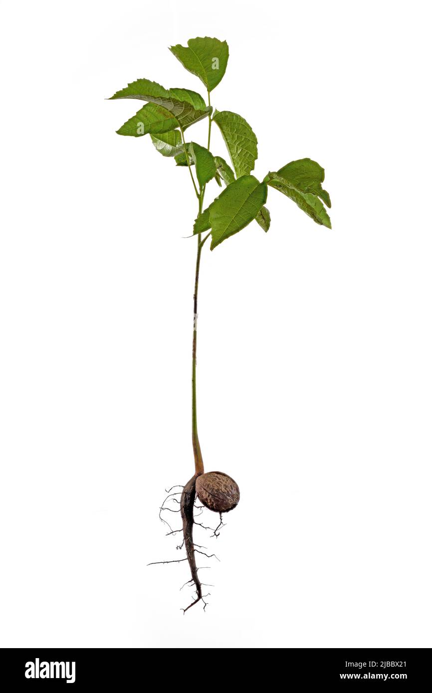 Sprout of a young walnut with roots and nutshell, isolated on white background Stock Photo