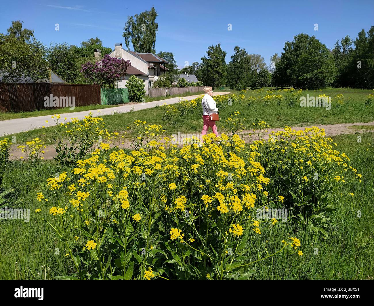 Wildflowers in a clearing near houses in the private sector in Riga's Bolderaya microdistrict. Stock Photo